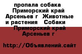 пропала собака - Приморский край, Арсеньев г. Животные и растения » Собаки   . Приморский край,Арсеньев г.